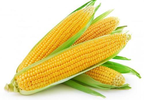 Organic Sweet Corn 500g