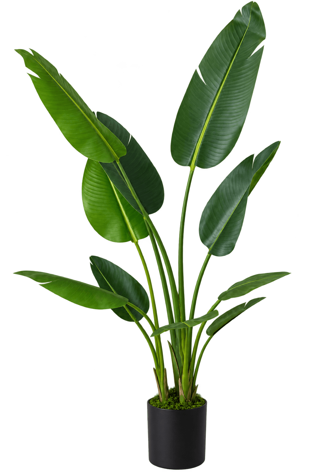 Beitna Helw Traveller Banana 160 cm – 160cm premium artificial banana tree with 10 natural-touch leaves, black pot and decorative grass