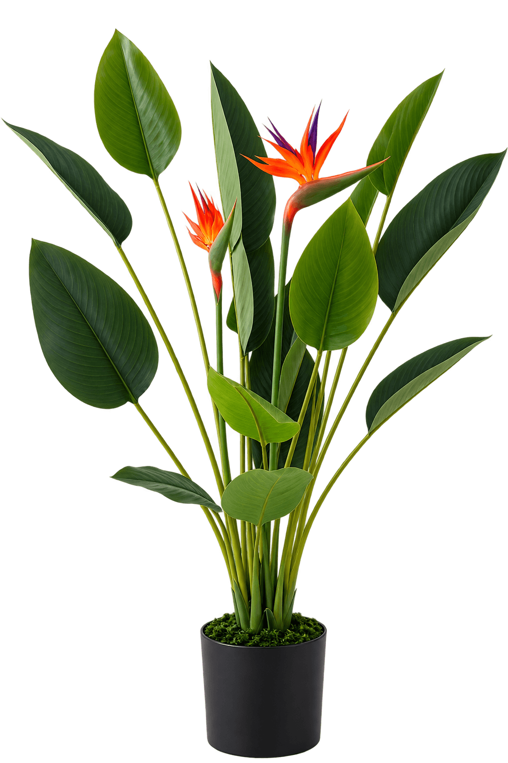 Beitna Helw Bird of Paradise – 95cm premium artificial Strelitzia with 16 leaves and 2 striking bird flowers